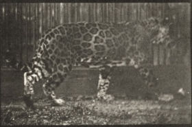 Plate 731 A: Jaguar walking. B: Jaguar turning around — figure reference